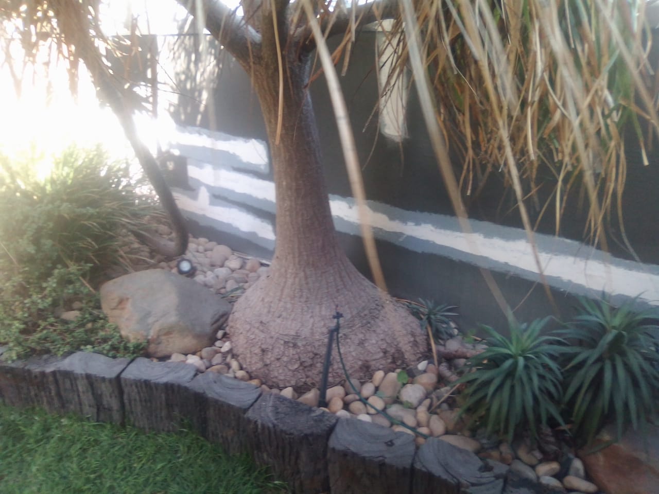 Garden wall with long white horizontal repair bands beside trees and garden plants